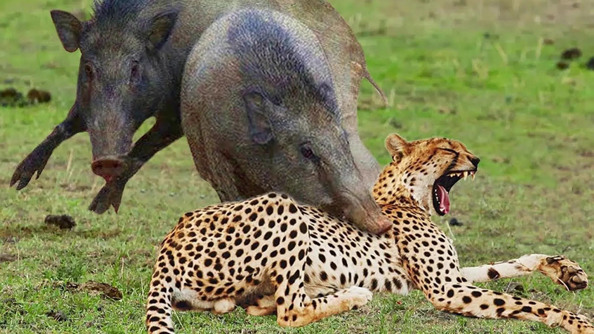 حیات وحش آفریقا: ماجراجویی هیجان انگیز در دنیای حیوانات