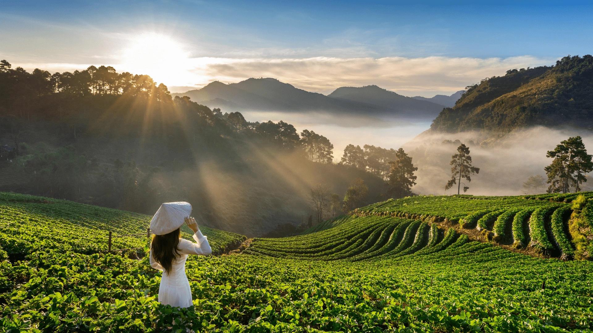 سفرنامه یک نقاش به ویتنام