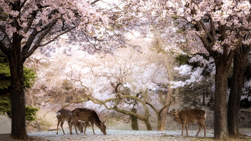 جاهای دیدنی نارا